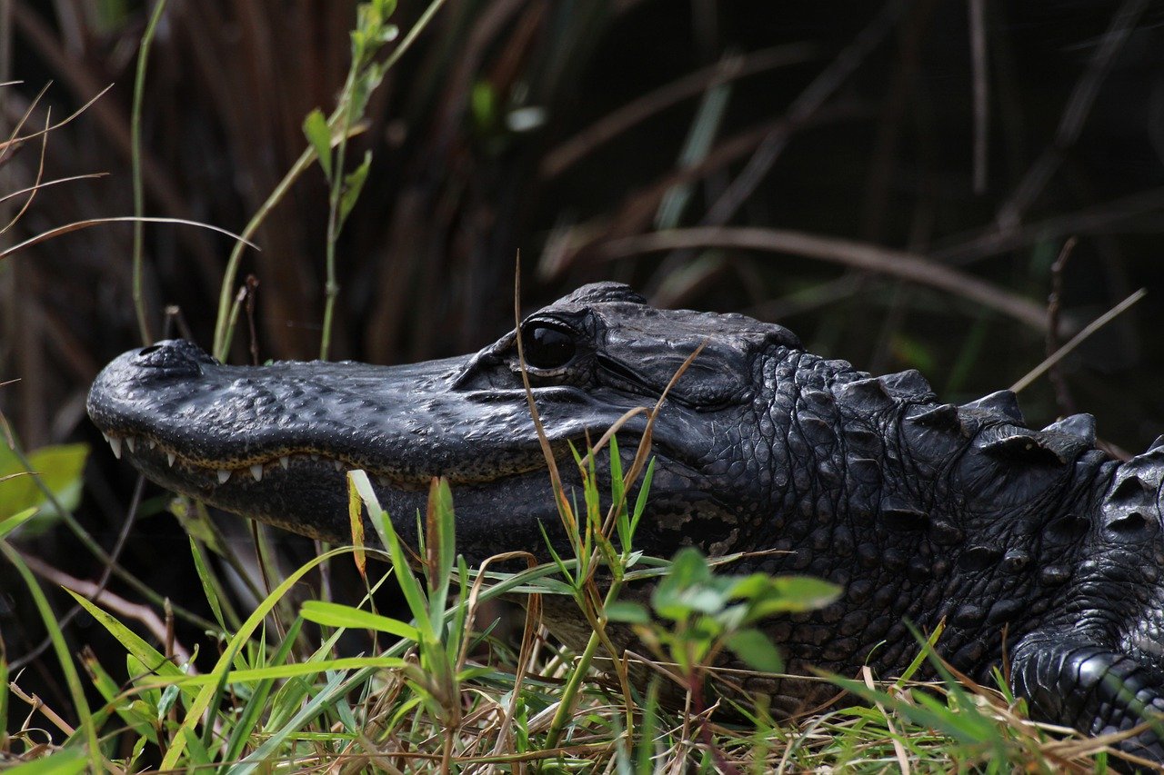 Exploring the Unique Flora of the Florida Everglades